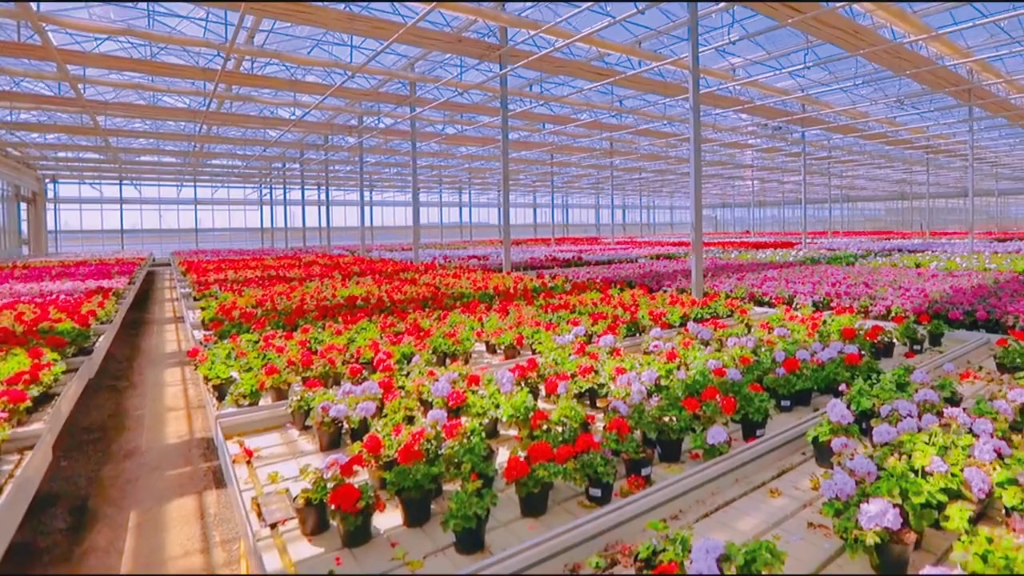 花卉種植溫室大棚 技術(shù)與管理的全面指南