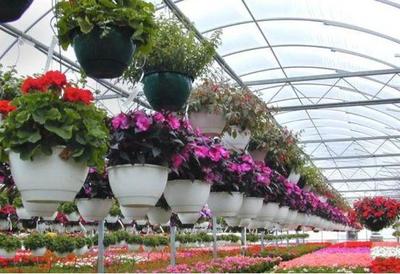 常見花草與豆類作物的栽培技術(shù)指南