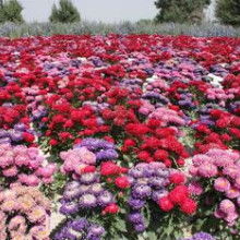 2019年花卉種子種苗價(jià)格趨勢(shì)與豆類(lèi)種植市場(chǎng)觀察